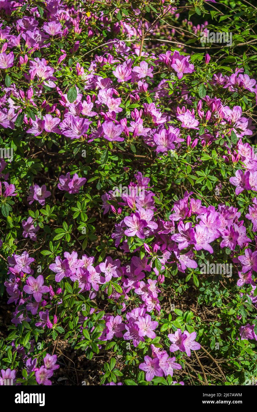 Rhododendron Alpine Gem Group Stock Photo - Alamy