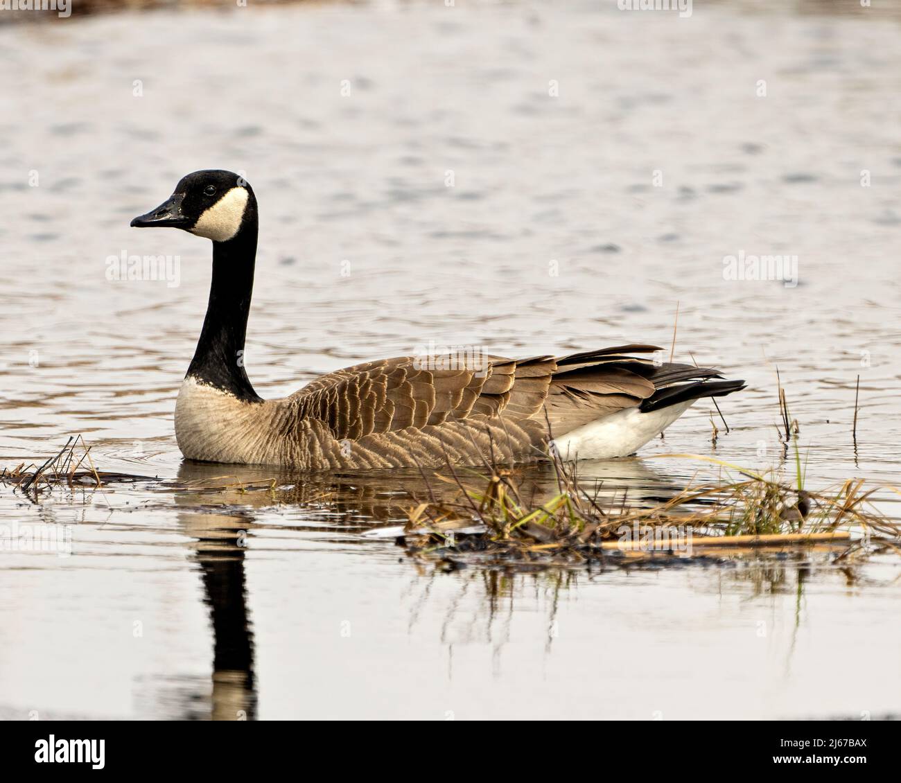 Canada Goose swimming on ice water in the springtime in their environment and habitat surrounding. Geese. Stock Photo