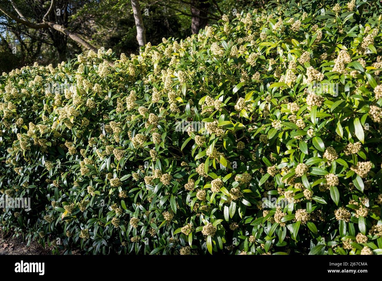 Skimmia × confusa 'Kew Green' (male) Stock Photo