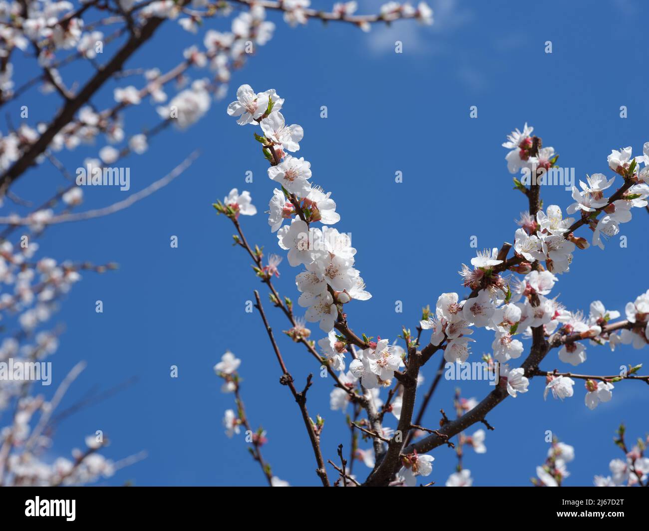 An apricot tree canopy with many branches that have apricot tree blossoms on them. Closeup. Stock Photo
