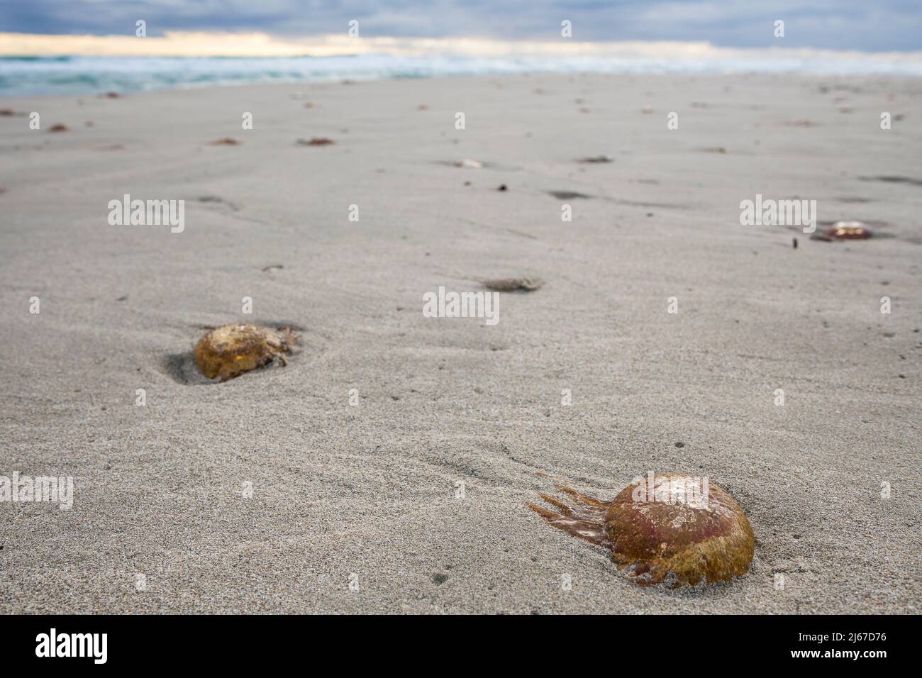 Mauve stinger (Pelagia noctiluca) is a jellyfish in the family Pelagiidae, washed up en masse on the beach. Stock Photo