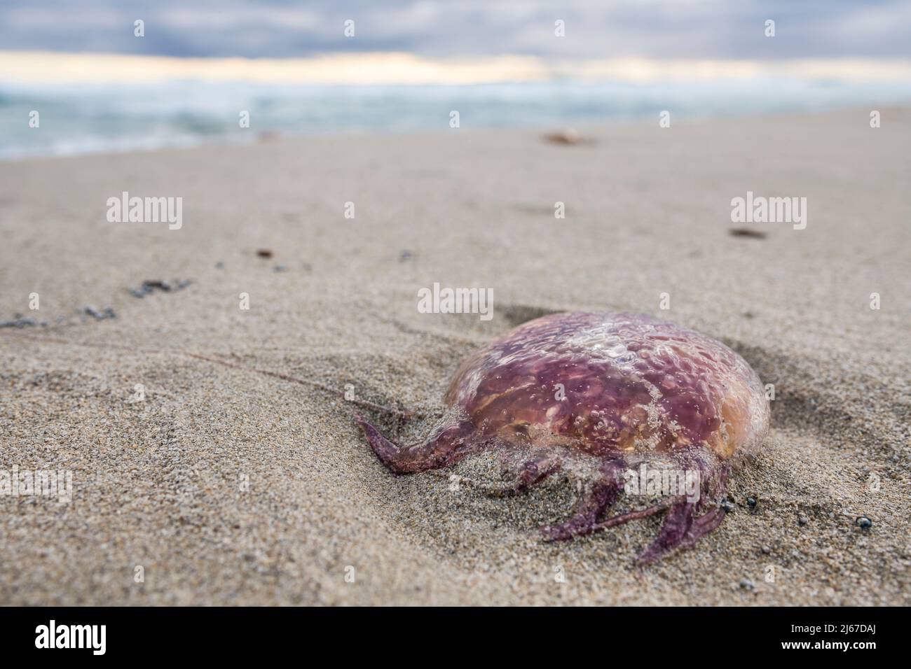 Mauve stinger (Pelagia noctiluca) is a jellyfish in the family Pelagiidae, washed up en masse on the beach. Stock Photo