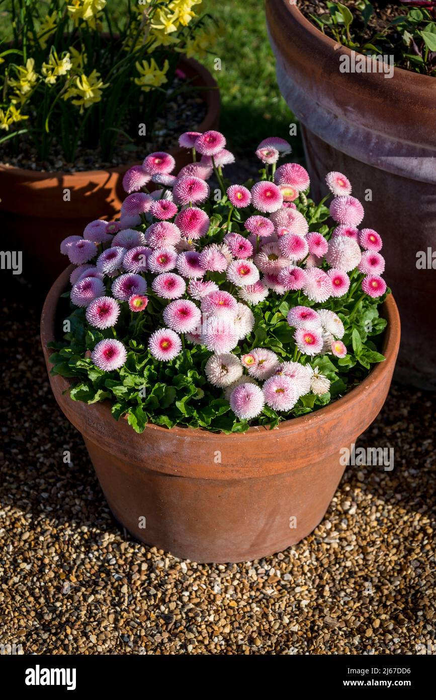 Bellis perennis 'Tasso Strawberries & Cream' daisies in a pot Stock
