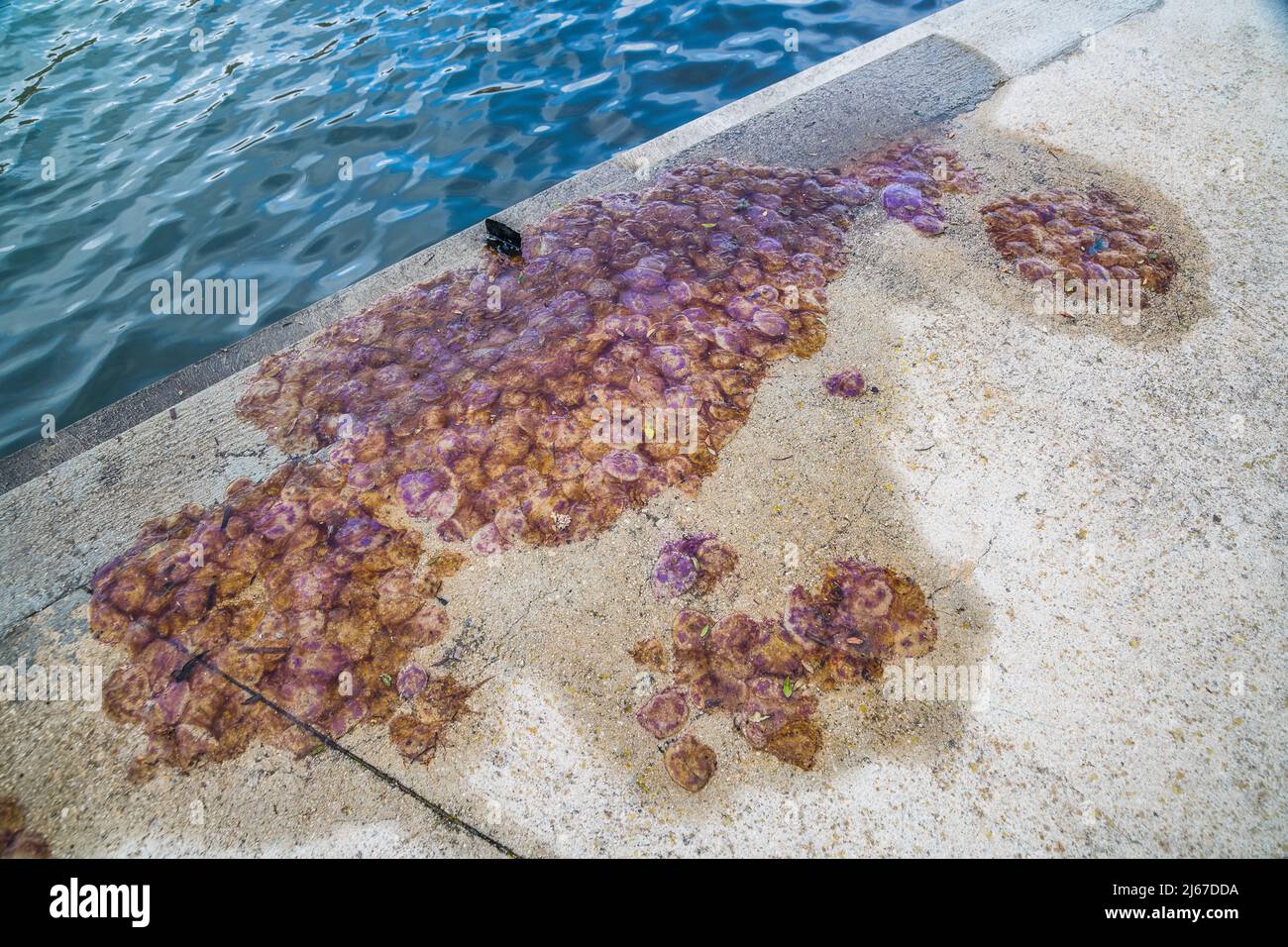 Mauve stinger (Pelagia noctiluca) is a jellyfish in the family Pelagiidae, washed up en masse on a wharf. Stock Photo