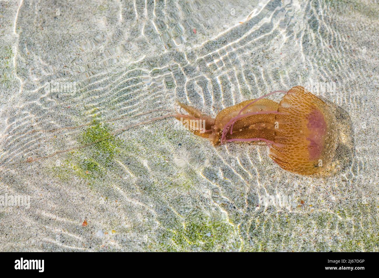 Mauve stinger (Pelagia noctiluca) is a jellyfish in the family Pelagiidae, in the sea. Stock Photo