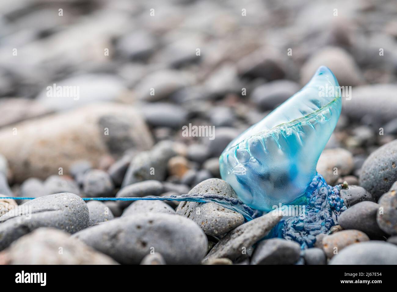 Portuguese man o' war (Physalia physalis), also known as the man-of-war, on a beach. Stock Photo