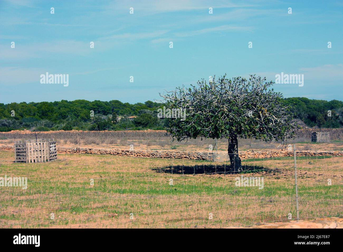lonely local fig tree of the balearic islands in a dry summer clearing ...