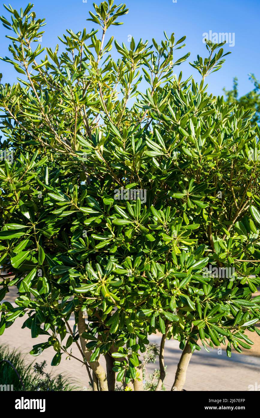Pittosporum tibia Stock Photo