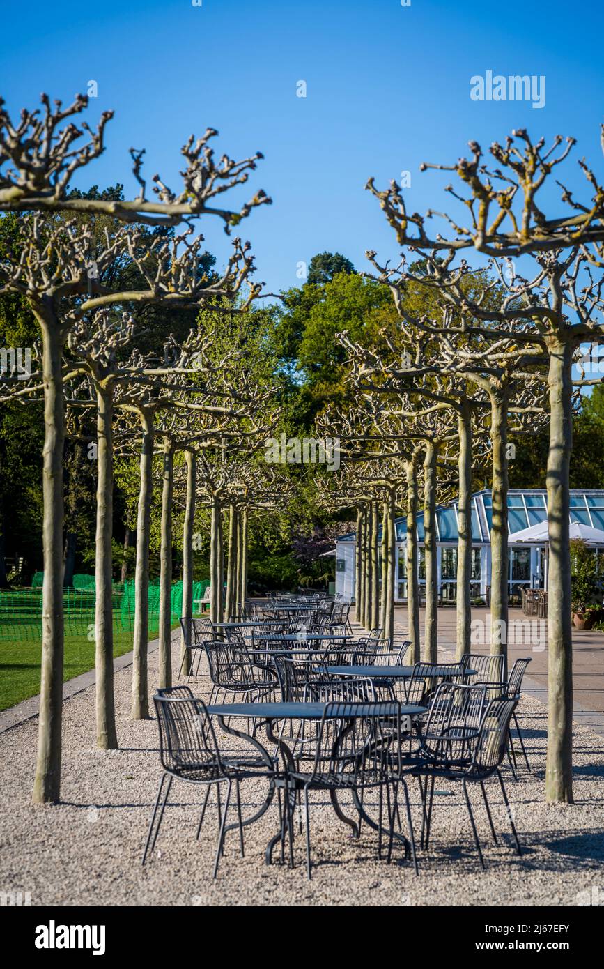 Row of tables between pollarded London plane trees at Wisley Garden, Surrey, UK Stock Photo