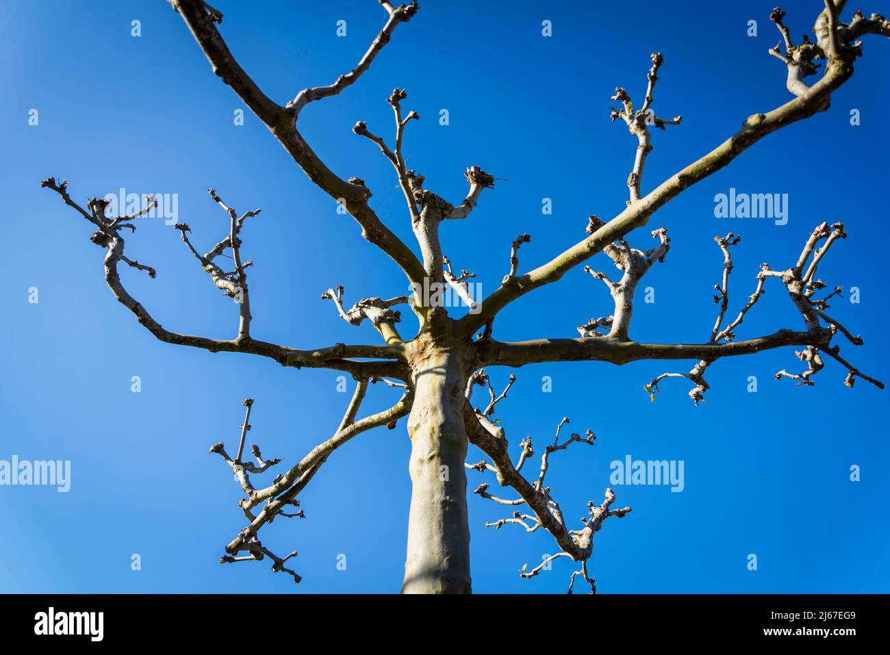 Pollarded London plane tree Stock Photo Alamy