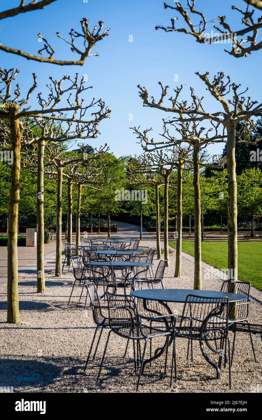 Row of tables between pollarded London plane trees at Wisley Garden, Surrey, UK Stock Photo