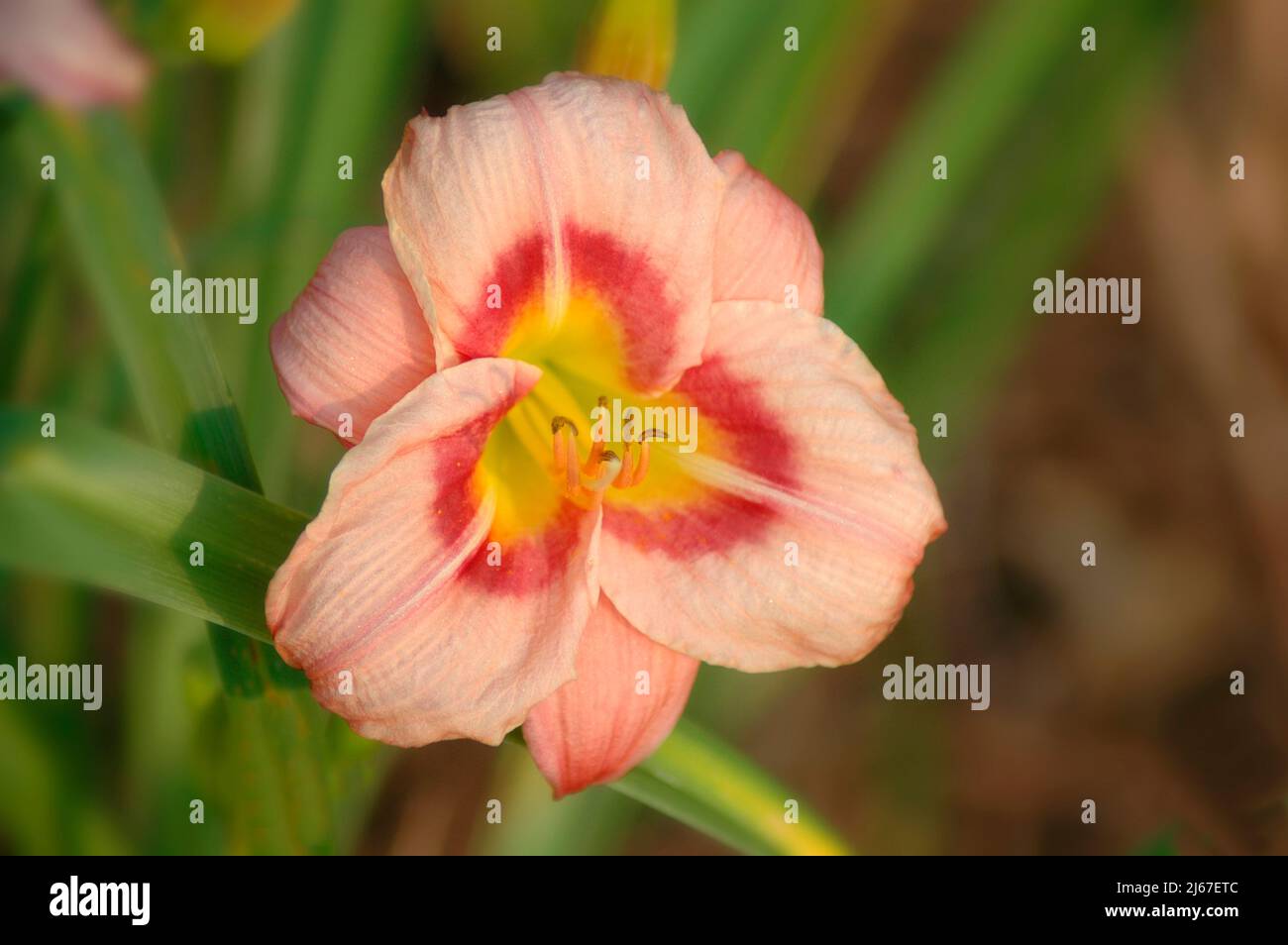 Modern hybrid daylily in the hobbist garden breeding plot of Hemerocallis known as Hems Stock Photo