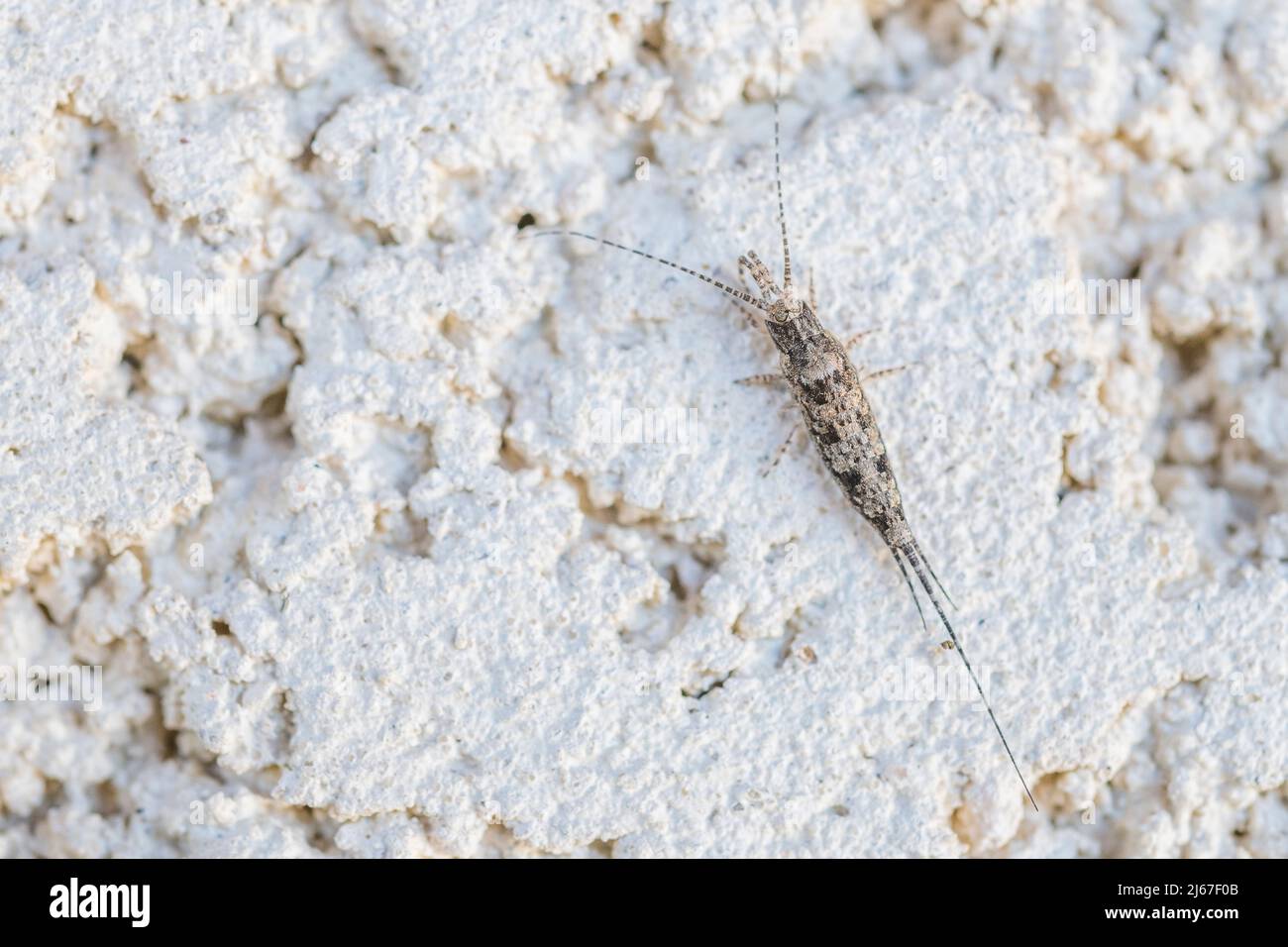 Primitive insect of the order Archaeognatha and of the family ...