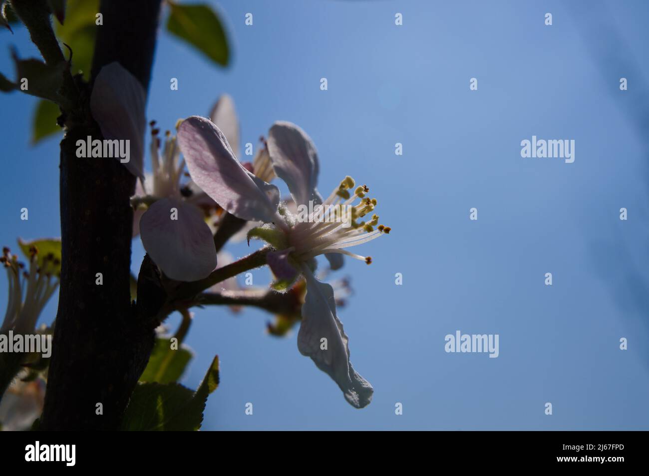 Single apple blossom and pistil in springtime against blue sky Stock Photo