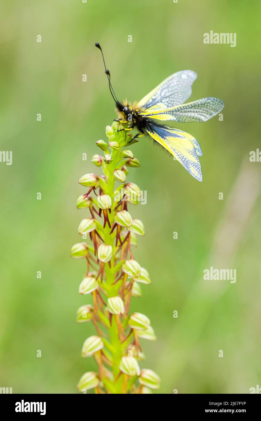 Libelloides coccajus, the 'owly sulphur', is an owlfly species belonging to the family Ascalaphidae, subfamily Ascalaphinae, female. Stock Photo