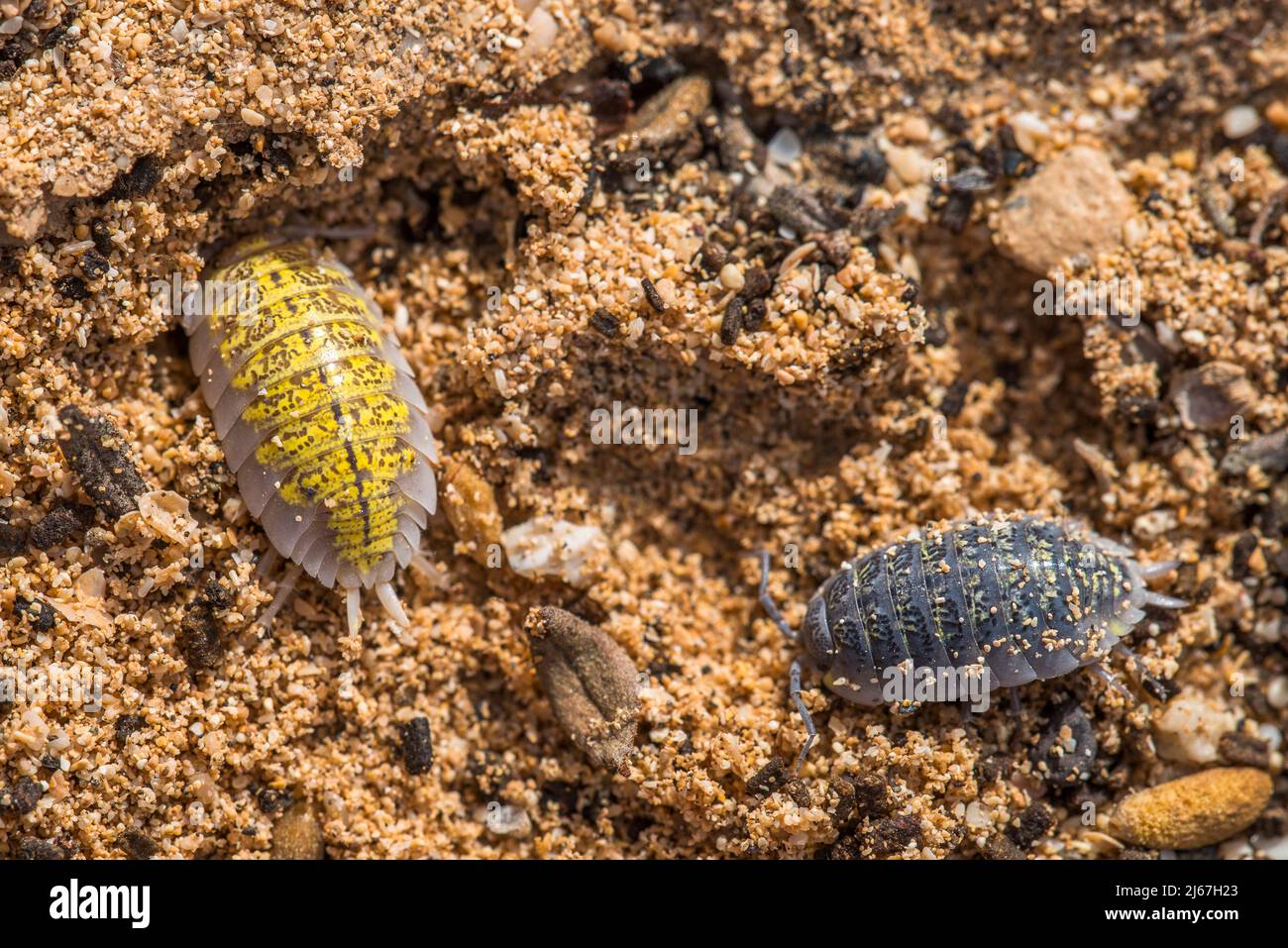 Porcellio spinipes, woodlice in the family Porcellionidae Stock Photo Alamy