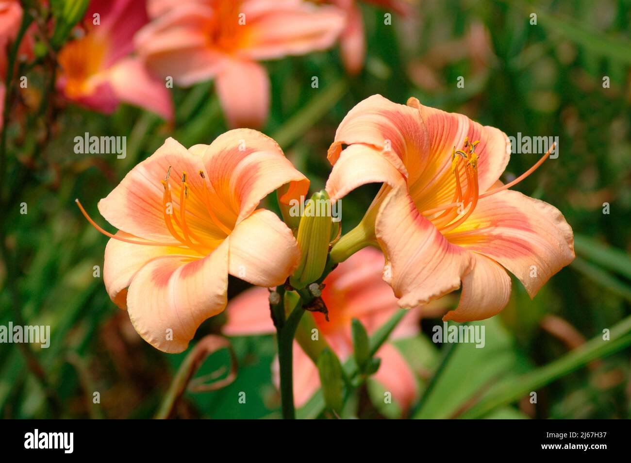 Modern hybrid daylily in the hobbist garden breeding plot of Hemerocallis known as Hems Stock Photo