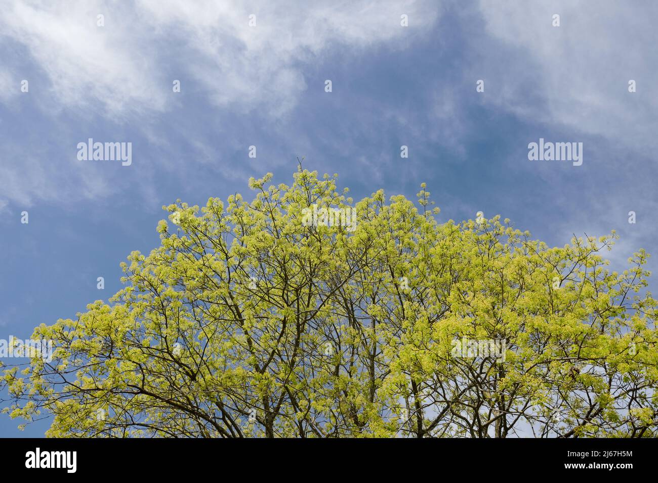 Tree at the Roman archaeological area, Fiesole, near Florence, Tuscany, Italy, April 2022 Stock Photo