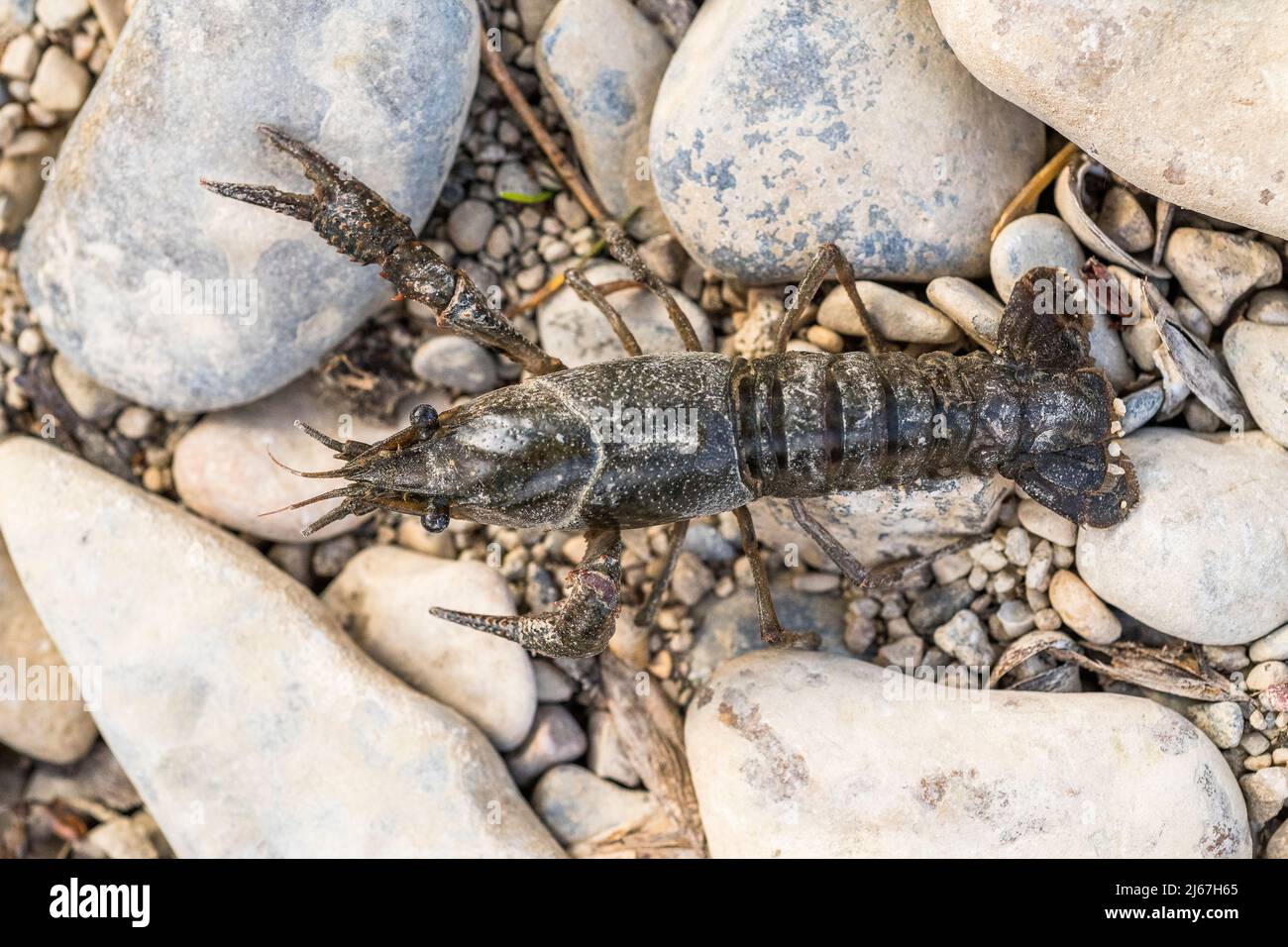 spinycheek crayfish (Faxonius limosus =Orconectes limosus), a species of crayfish in the family Cambaridae. Stock Photo