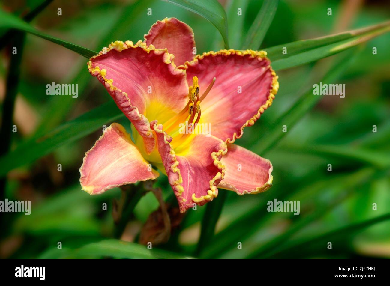 Modern hybrid daylily in the hobbist garden breeding plot of Hemerocallis known as Hems Stock Photo