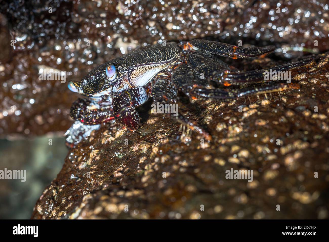 East Atlantic Sally Lightfoot Crab or Red rock crab (Grapsus adscensionis), a species that lives in the eastern Atlantic on coastal rocks. Stock Photo