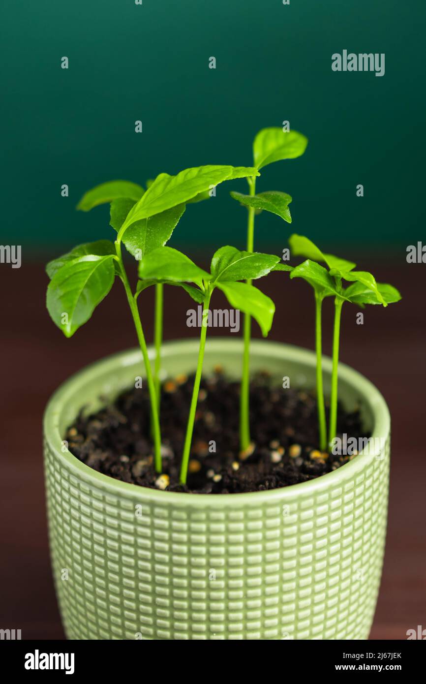 Orange citrus sprout soil hi-res stock photography and images - Alamy