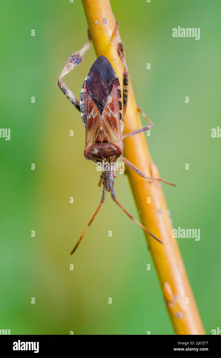 western conifer seed bug (Leptoglossus occidentalis), sometimes abbreviated as WCSB, is a species of true bug (Hemiptera) in the family Coreidae. Stock Photo