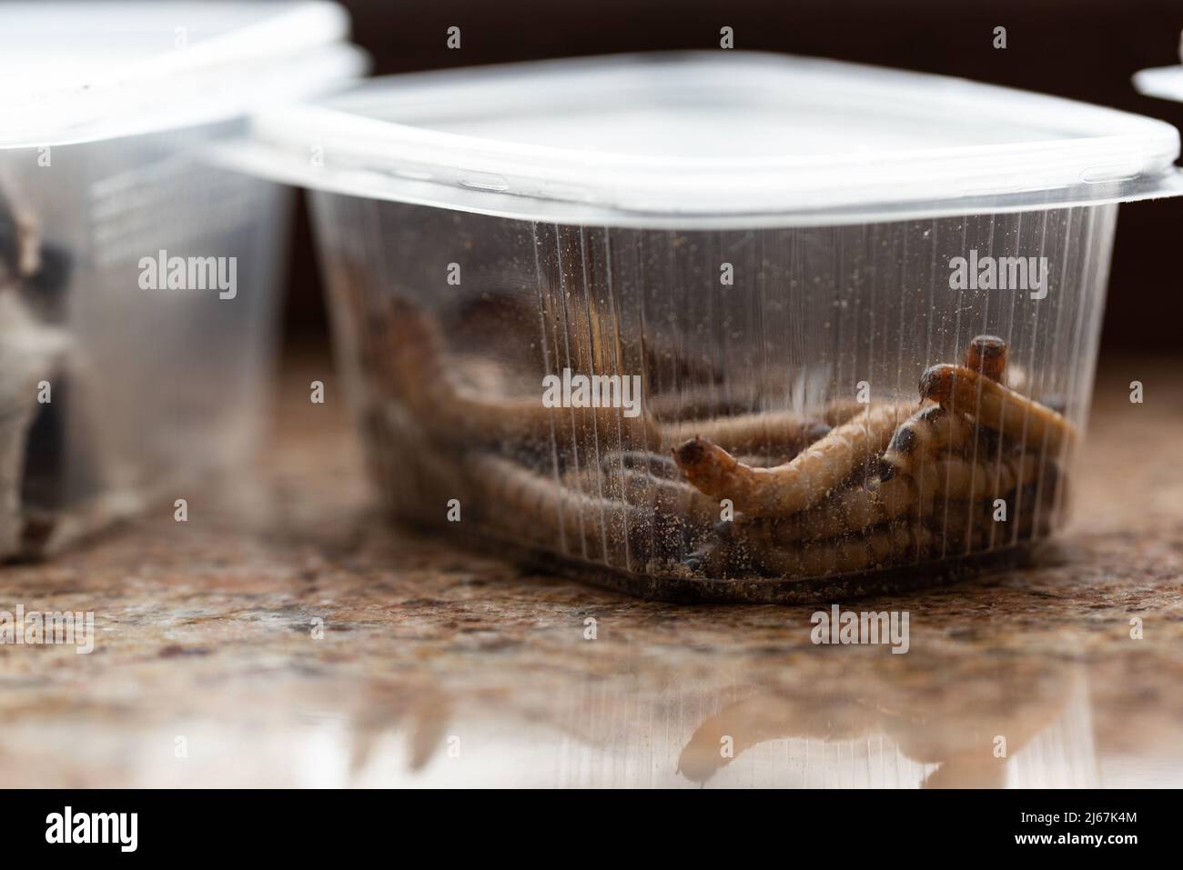 Woodeaters, reptile feed insects in plastic containers with openings