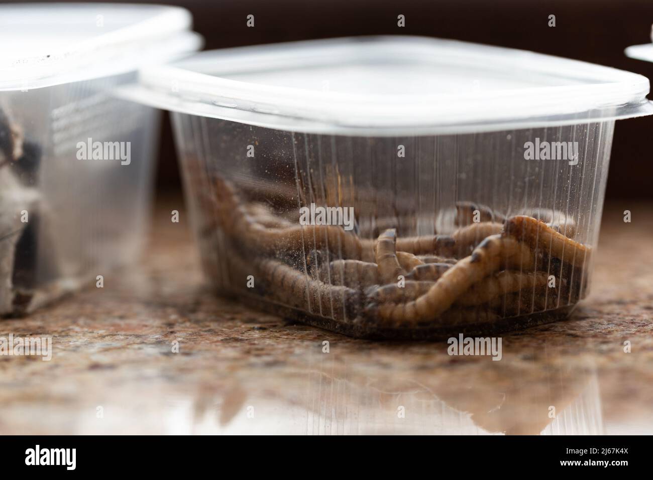 Box for worm hi-res stock photography and images - Alamy