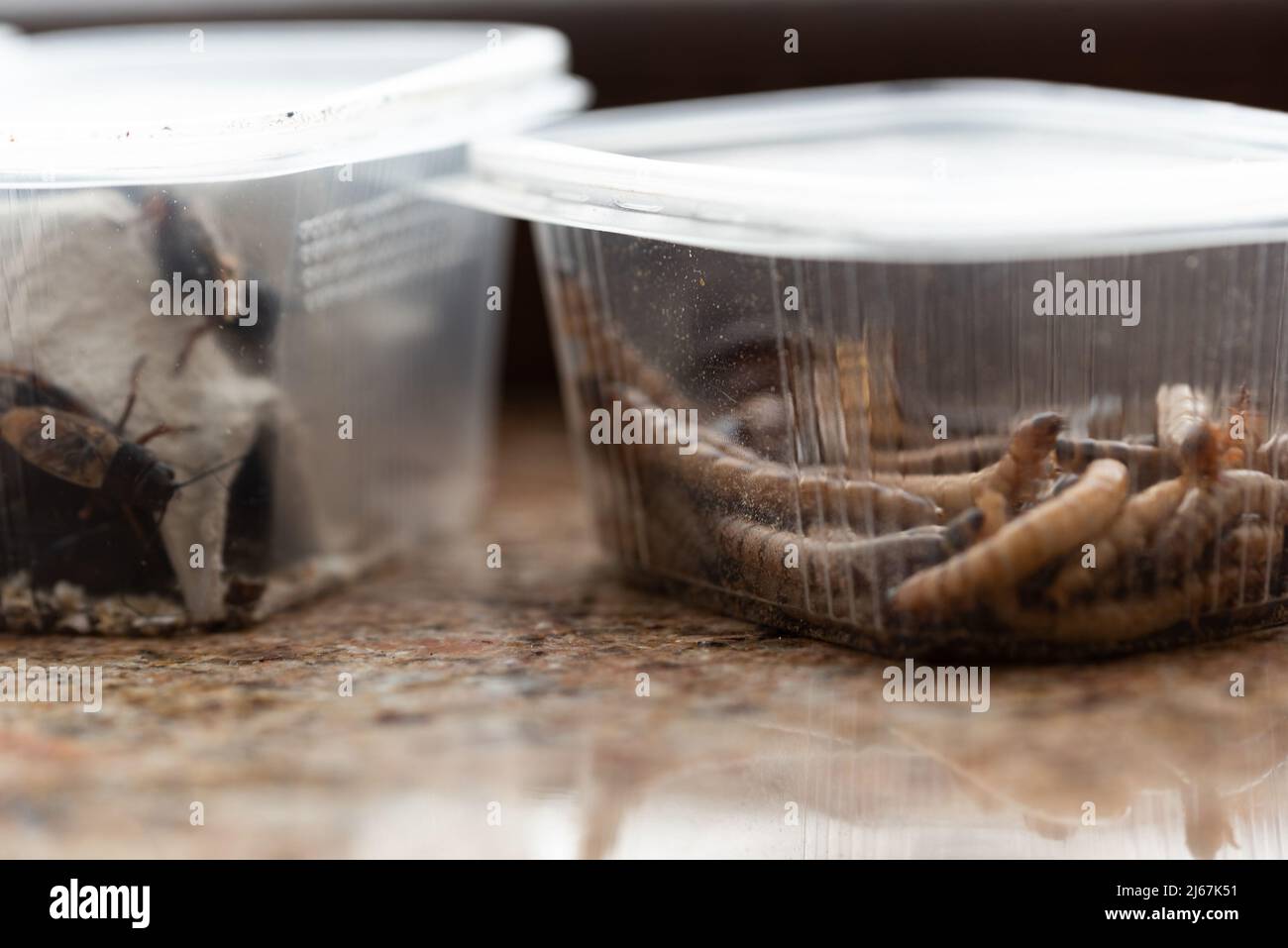 Woodeaters, reptile feed insects in plastic containers with openings