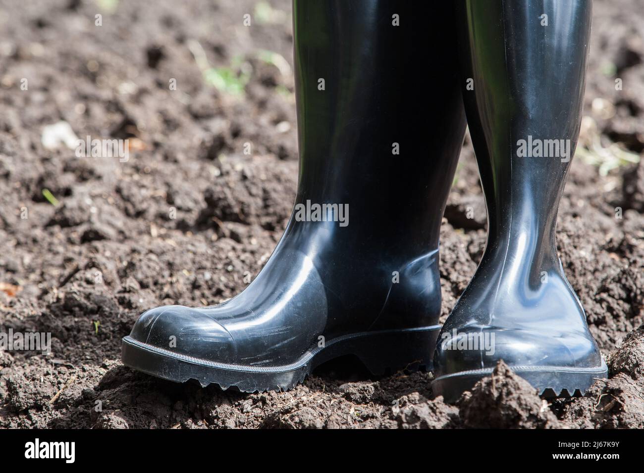 Agriculture was one of the first industries to use simple black rubber boots. They are therefore also popularly referred to as peasant boots. Stock Photo