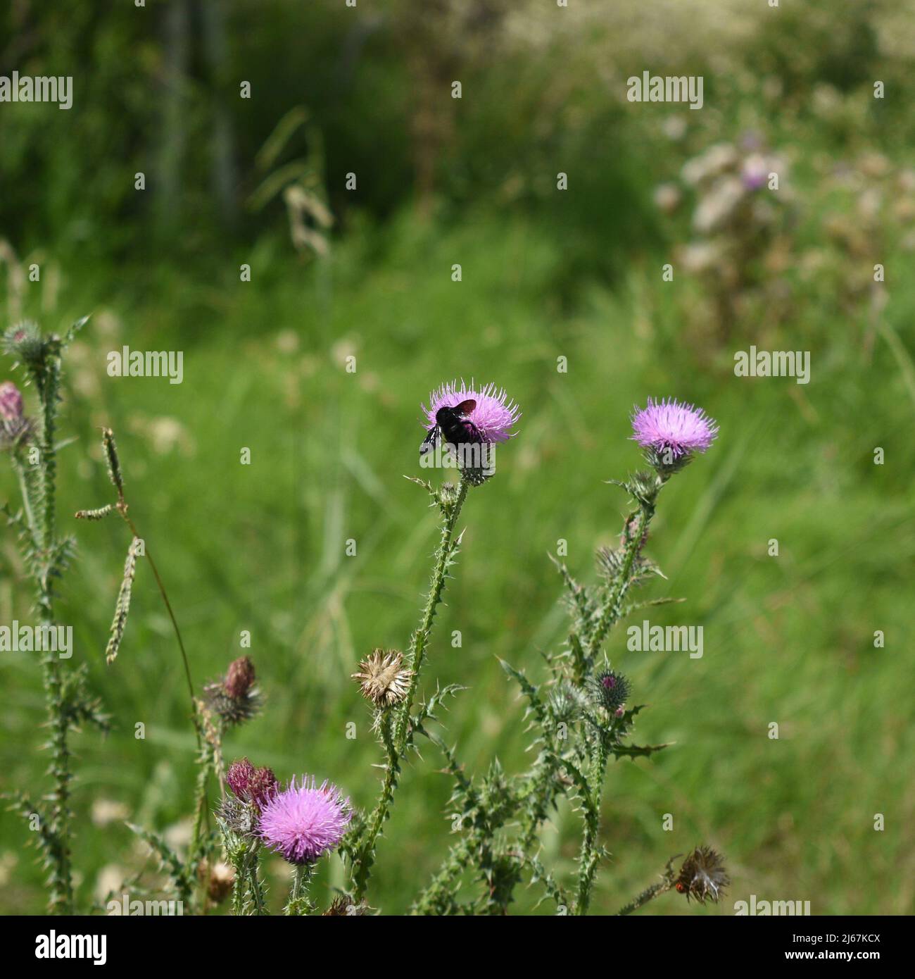 Thistle plant with pink flowers, with a bee on it. Stock Photo