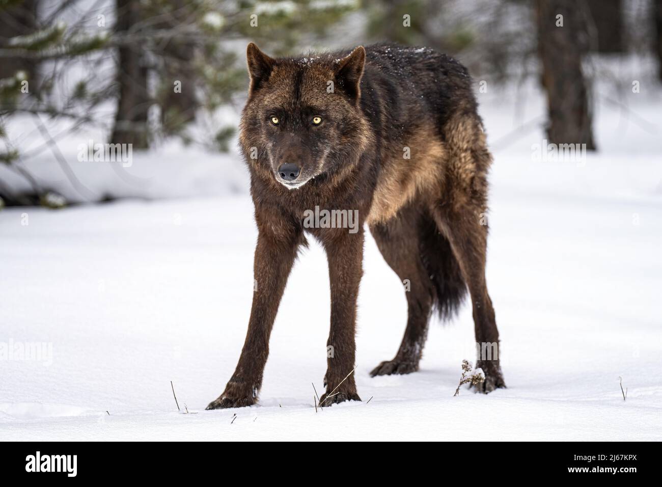 Black Wolf Stock Photo