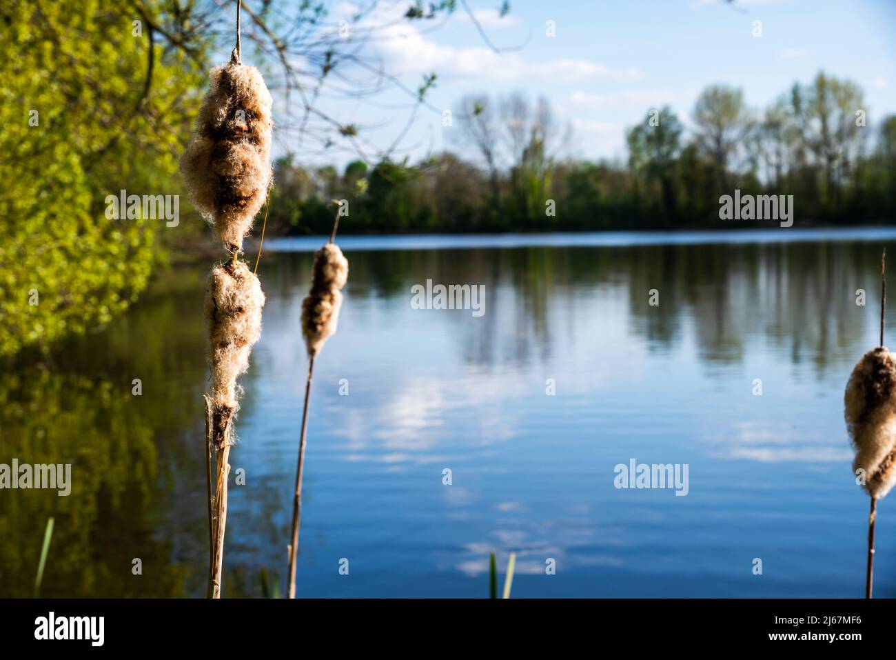 Park with a lake, St Chad Nature Reserve,Derbyshire, England, April 2022. Stock Photo