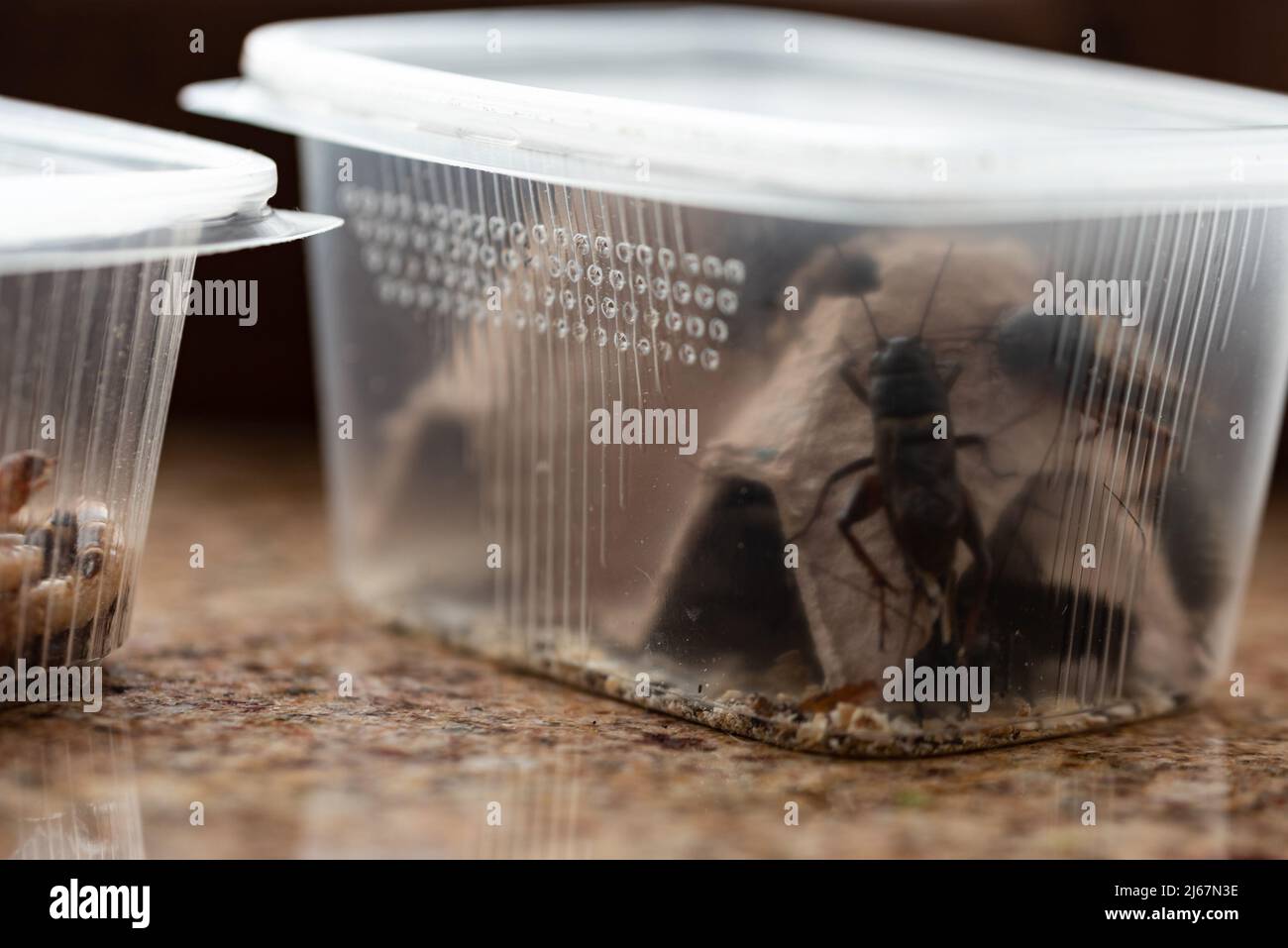 Crickets, reptile feed insects in plastic containers with holes for air