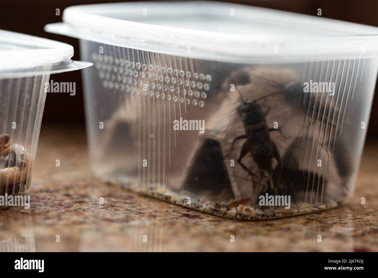 Crickets, reptile feed insects in plastic containers with holes for air