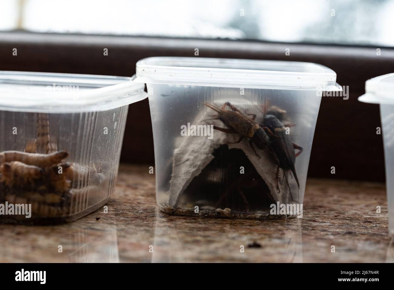 Crickets, reptile feed insects in plastic containers with holes for air