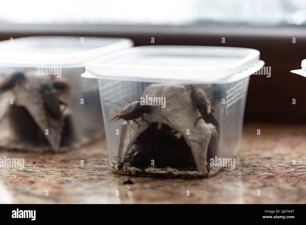 Crickets, reptile feed insects in plastic containers with holes for air