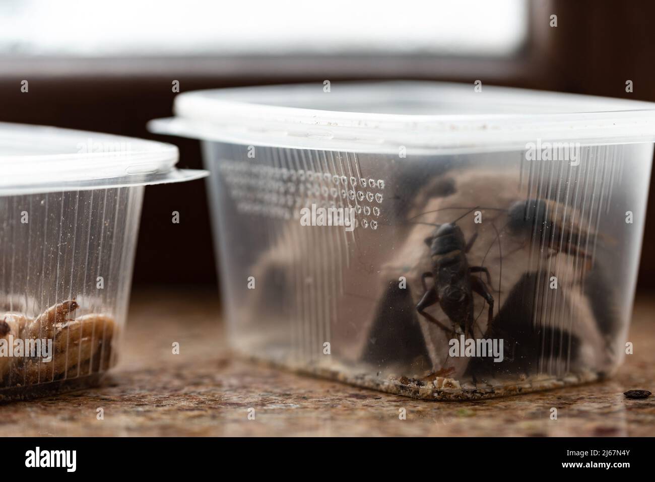 Crickets, reptile feed insects in plastic containers with holes for air