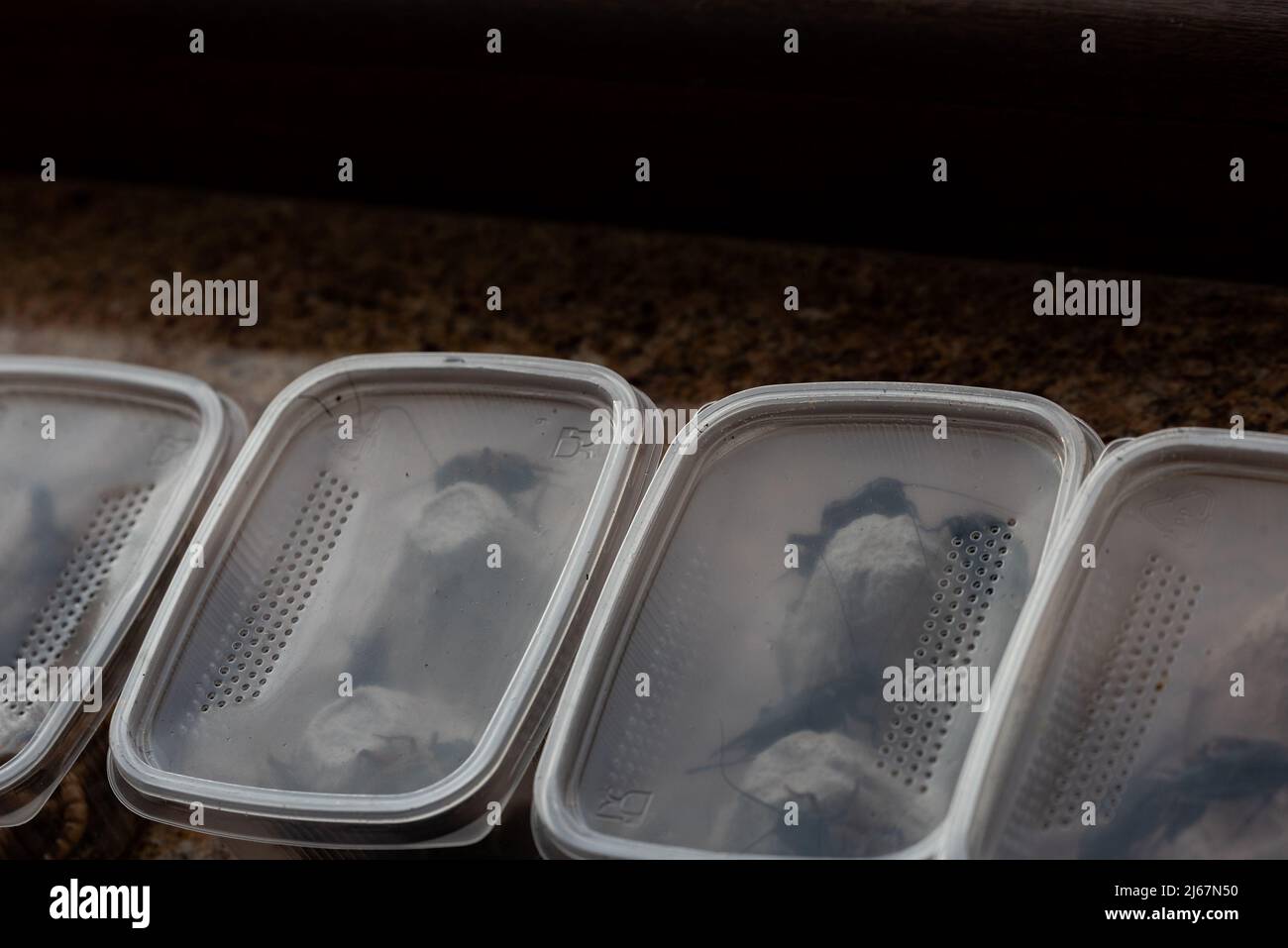 Crickets, reptile feed insects in plastic containers with holes for air