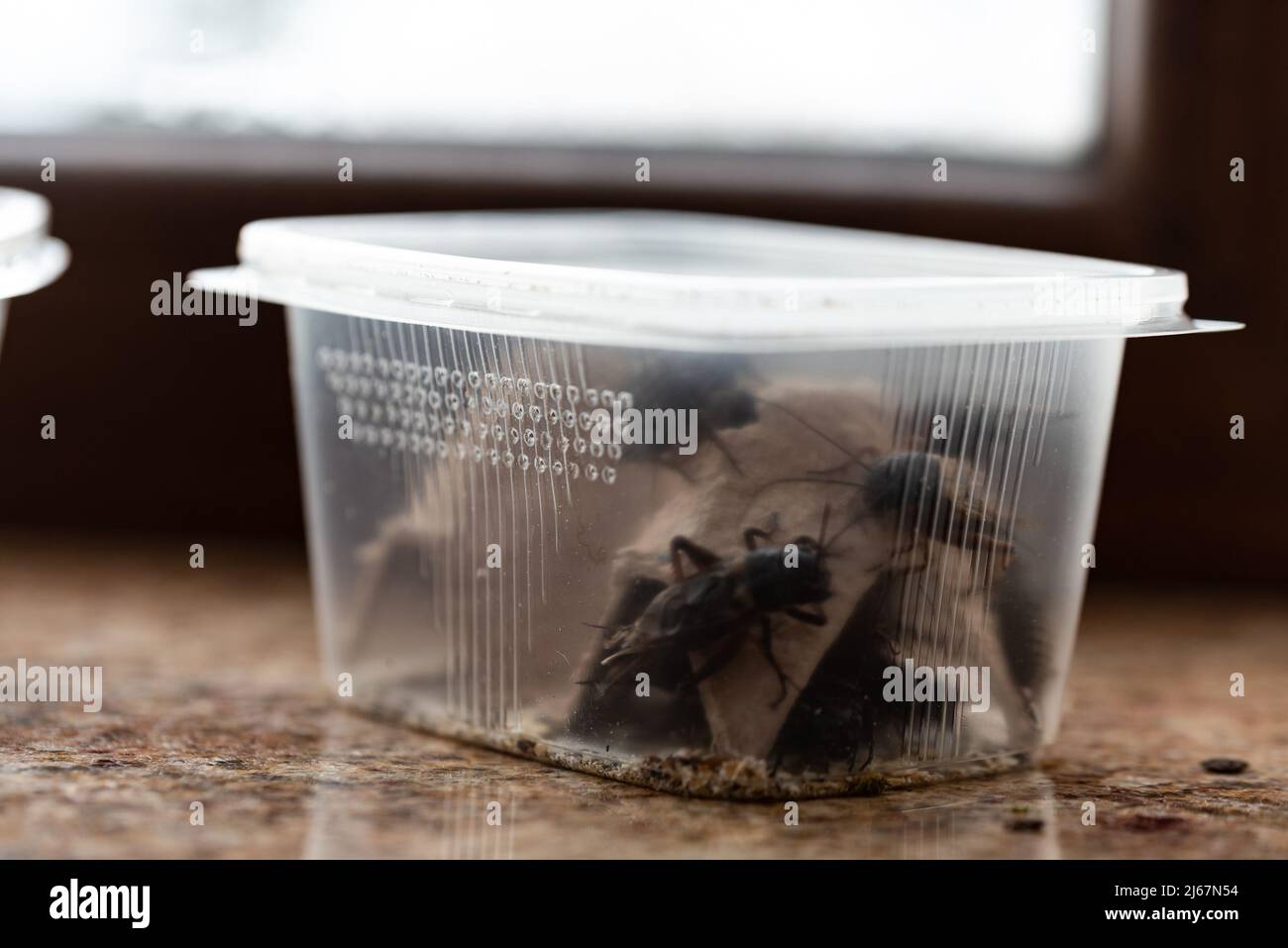 Crickets, reptile feed insects in plastic containers with holes for air