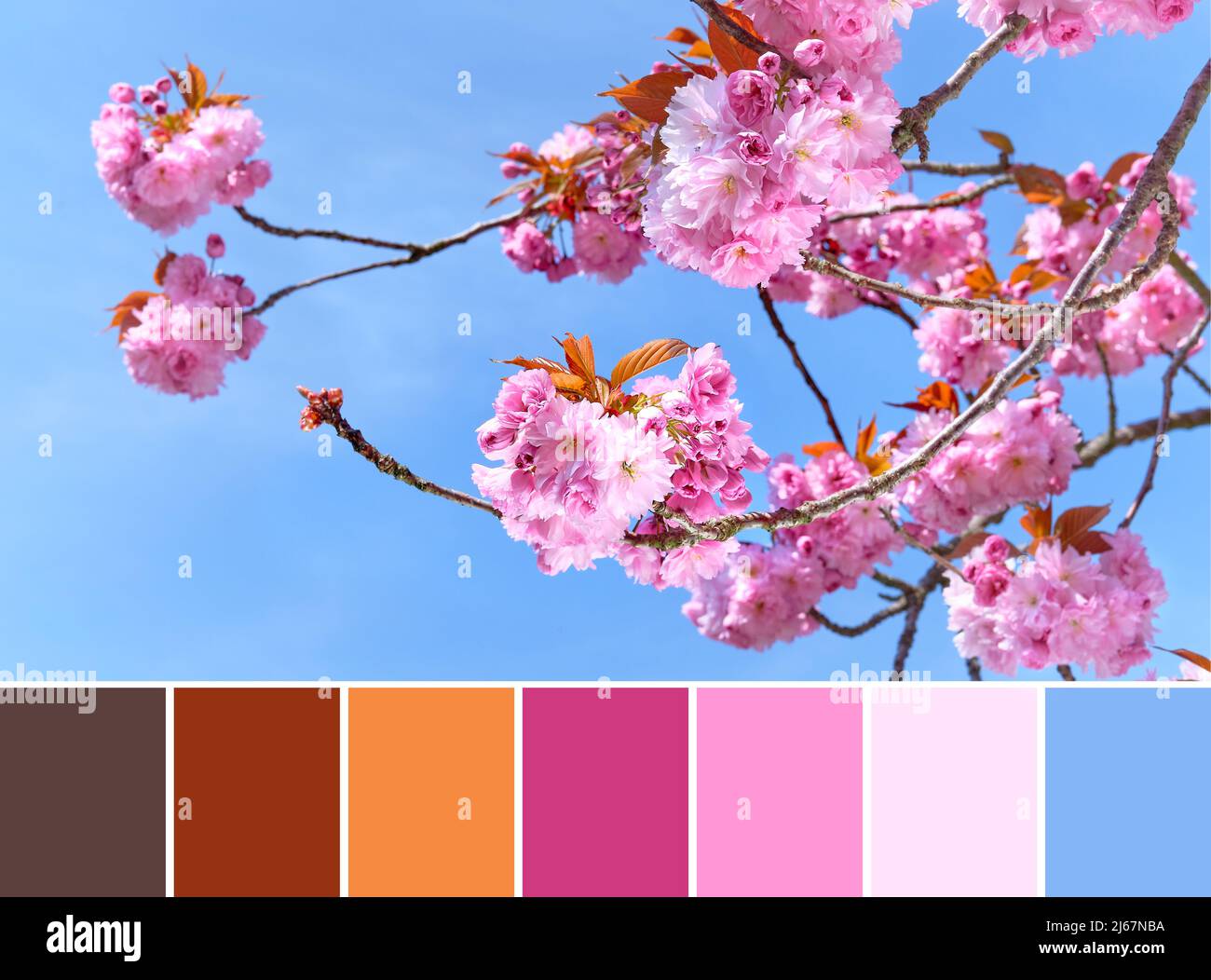 Color matching palette from image of pink sakura, cherry blossoms ...