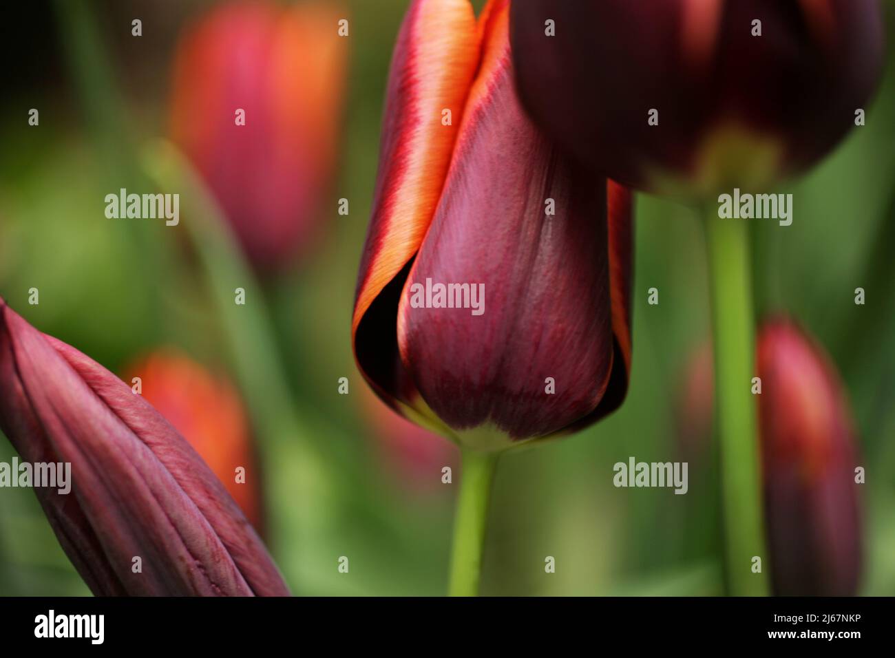 Tulip 'Slawa' Stock Photo