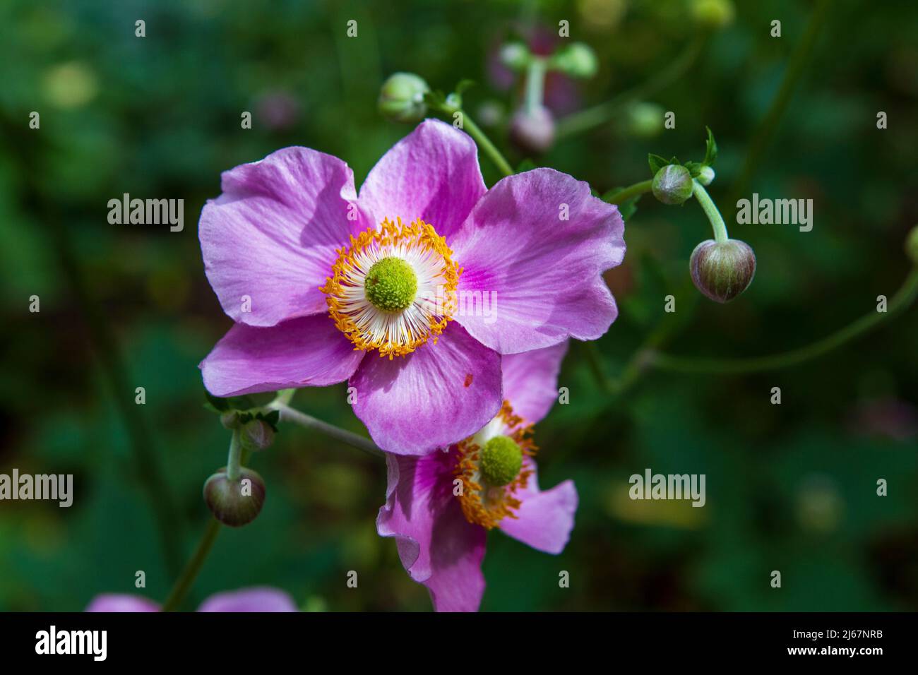 Bright pink September Charm Japanese Anemones (Anemone hupehensis) blooming in a late summer woodland garden. Stock Photo
