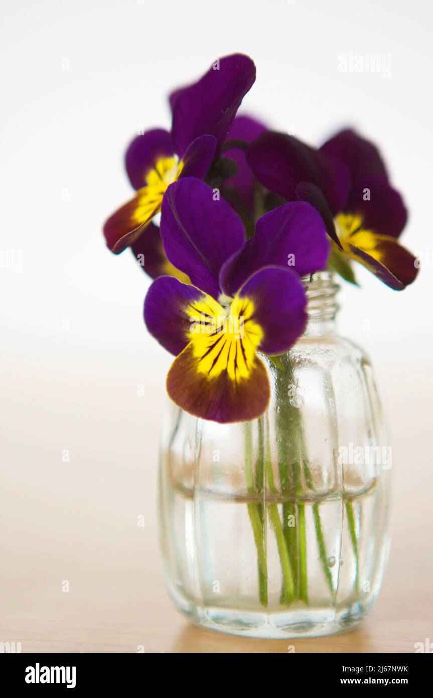 Close up still life of cheerful purple and yellow Johnny Jump Up flowers in small glass vase against a white background. Stock Photo