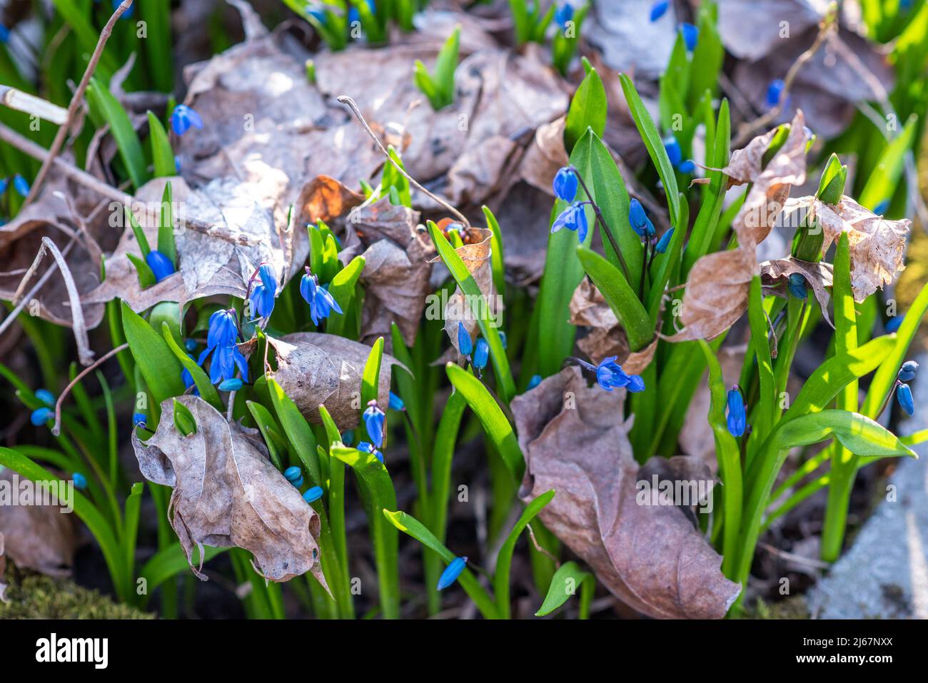 Scilla flowers bloom in the spring forest lit with the sunlight Stock Photo