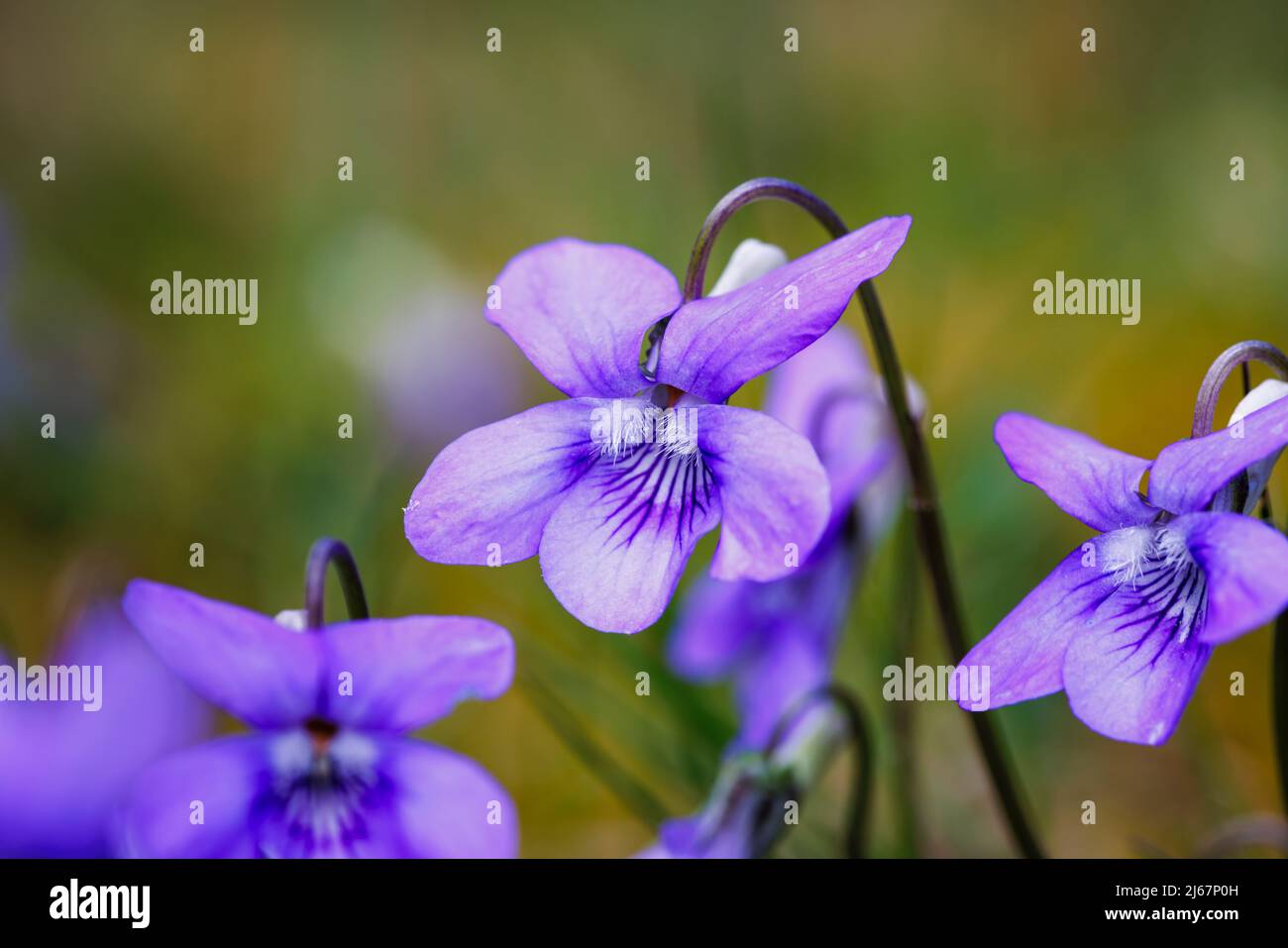 Wild violet (Common Dog-violet, Viola riviniana), a common weed growing in a lawn flowering in early spring in a garden in Surrey, south-east England Stock Photo