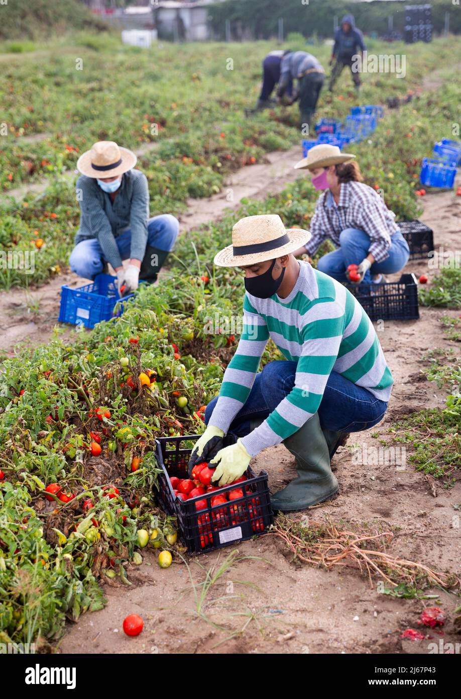 Farmers in protective masks together harvest tomatoes on field Stock ...