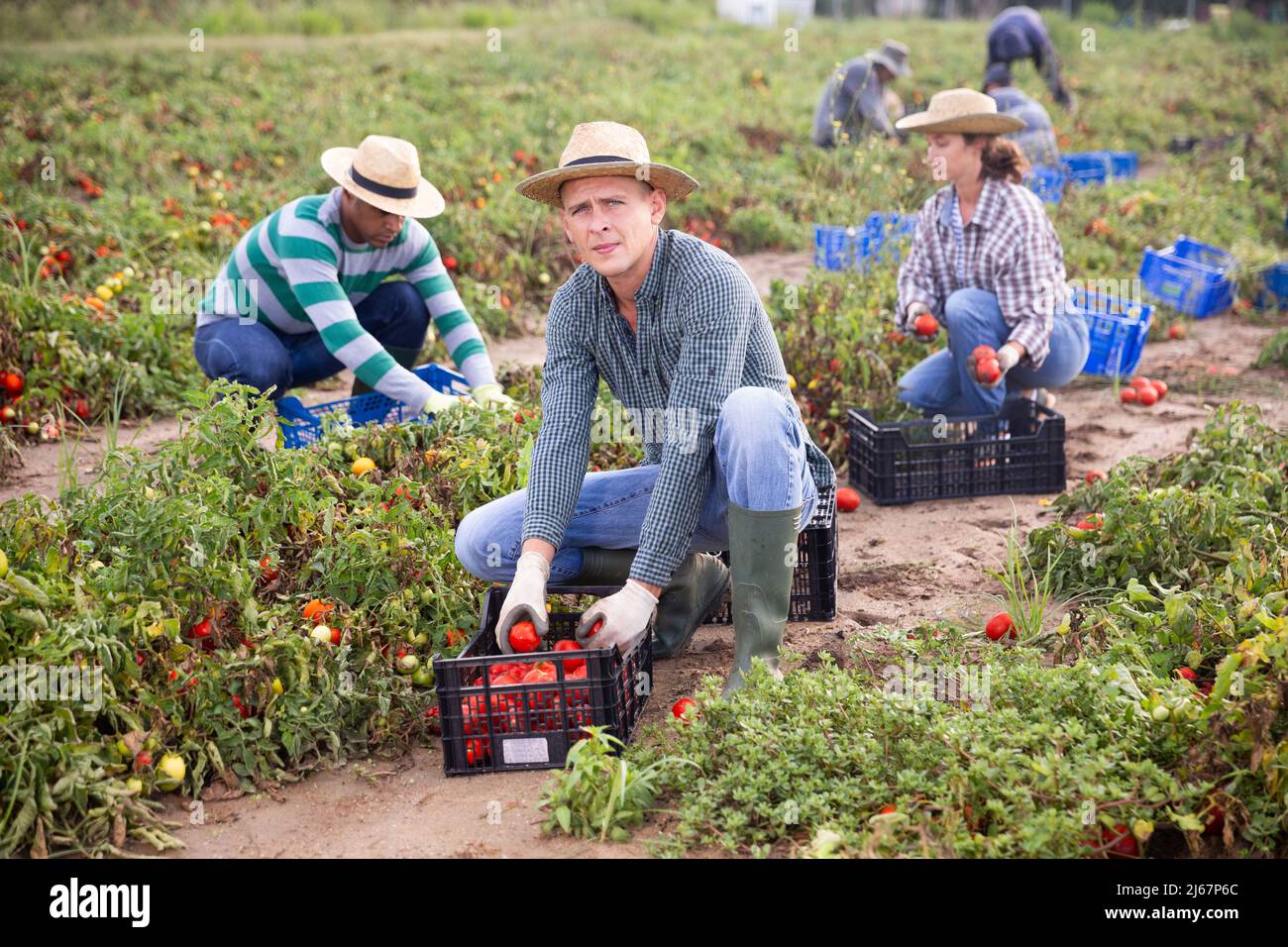 Male farmer cultivating farm field hi-res stock photography and images ...