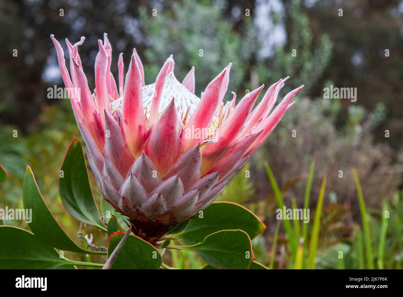 Closeup image of a large blooming King Protea flower (Protea cynaroides) growing on the island of Maui, Hawaii, USA. Stock Photo